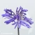 agapanthus-african-queen-1-e-clematis.webp