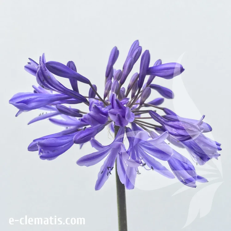 agapanthus-african-queen-1-e-clematis.webp