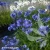 agapanthus-african-queen-2-e-clematis.webp