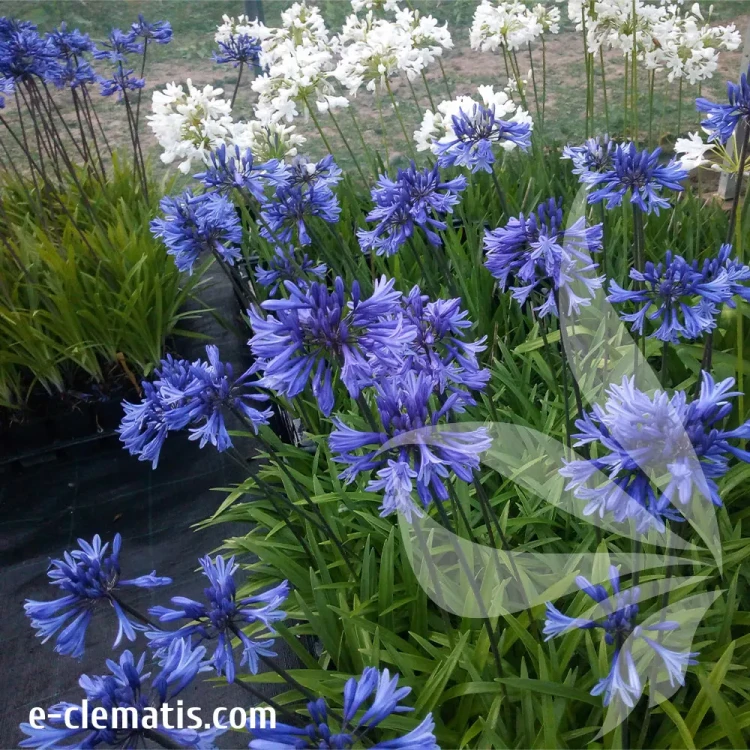 agapanthus-african-queen-2-e-clematis.webp