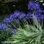 agapanthus-african-queen-3-e-clematis.webp