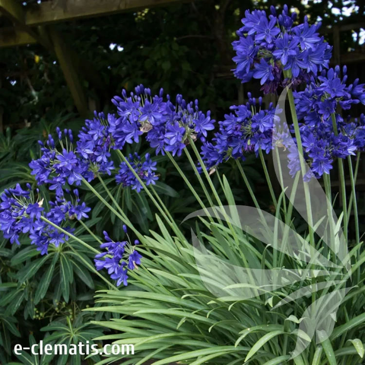 agapanthus-african-queen-3-e-clematis.webp
