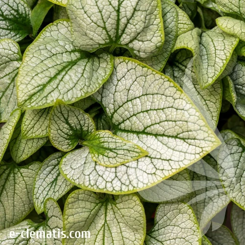 brunnera-macrophylla-little-heart-1-e-clematis.webp