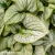 brunnera-macrophylla-little-heart-1-e-clematis.webp