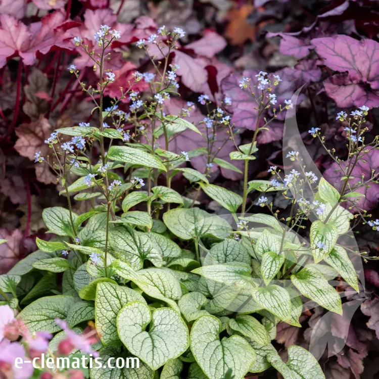 brunnera-macrophylla-little-heart-2-e-clematis.webp