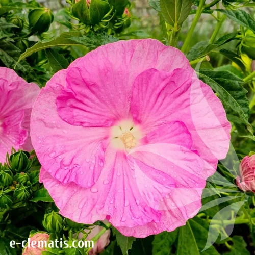 hibiskus-pink-wheel-1-e-clematis.webp