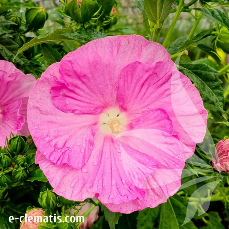 hibiskus-pink-wheel-1-e-clematis.webp
