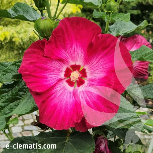 hibiskus-red-jake-1-e-clematis.webp