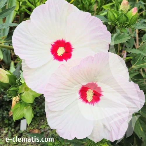 hibiskus-red-dot-1-e-clematis.webp