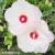 hibiskus-red-dot-1-e-clematis.webp