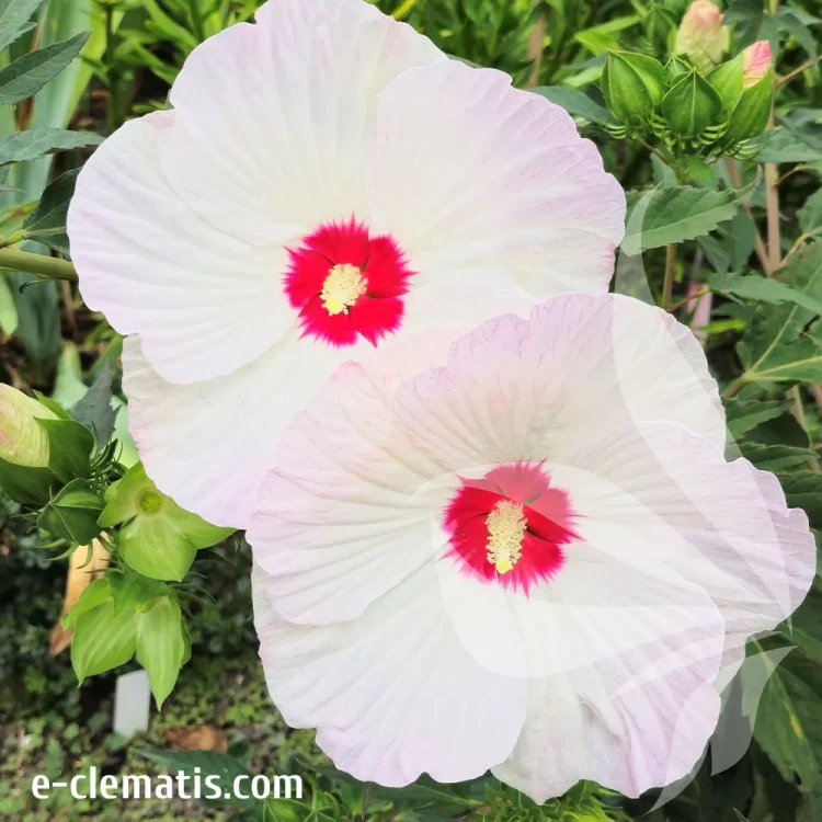 hibiskus-red-dot-1-e-clematis.webp