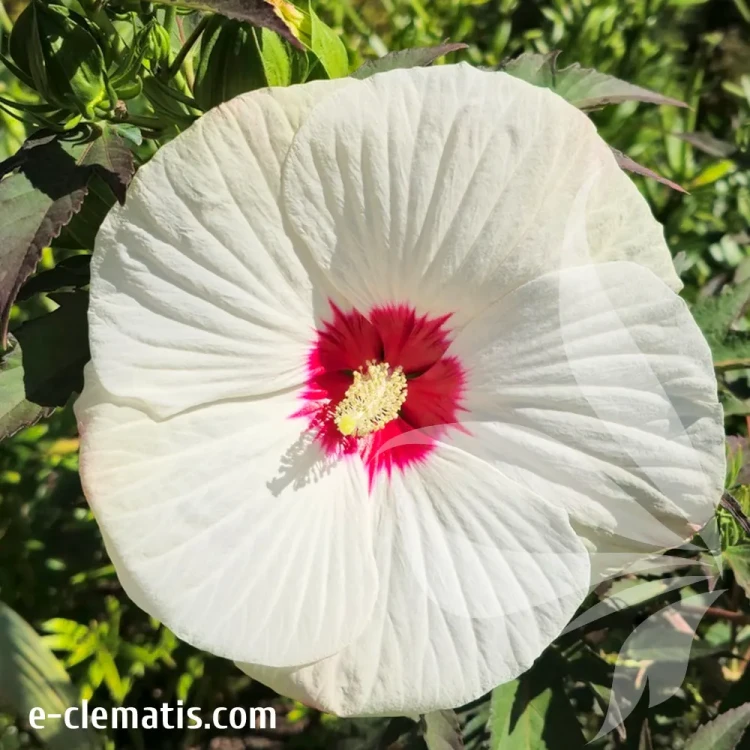 hibiskus-red-dot-2-e-clematis.webp