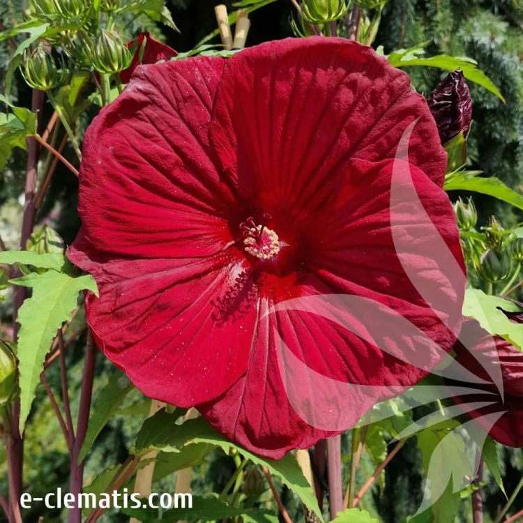 hibiskus-burgundy-velvet-1-e-clematis.webp