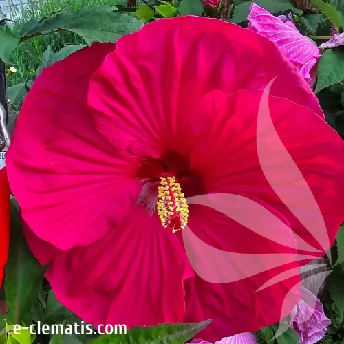 hibiskus-pink-dragon-1-e-clematis.webp