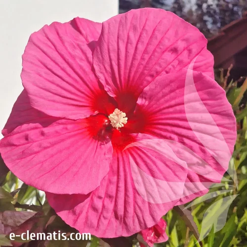 hibiskus-pink-chocolate-1-e-clematis.webp