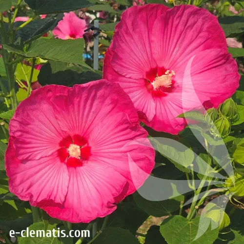 hibiskus-pink-jake-1-e-clematis.webp