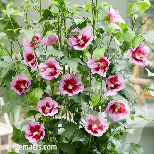 hibiscus-flower-tower-purple-2-e-clematis.webp