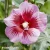 hibiscus-flower-tower-purple-1-e-clematis.webp