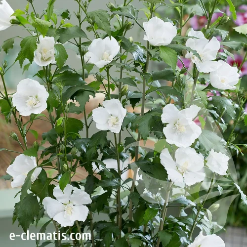 hibiscus-flower-tower-white-2-e-clematis.webp