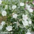 hibiscus-flower-tower-white-2-e-clematis.webp