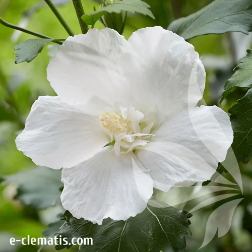 hibiscus-flower-tower-white-1-e-clematis.webp