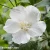 hibiscus-flower-tower-white-1-e-clematis.webp