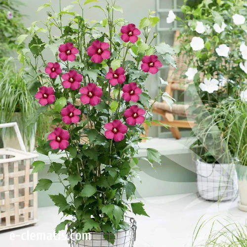 hibiscus-flower-tower-ruby-2-e-clematis.webp