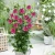 hibiscus-flower-tower-ruby-2-e-clematis.webp