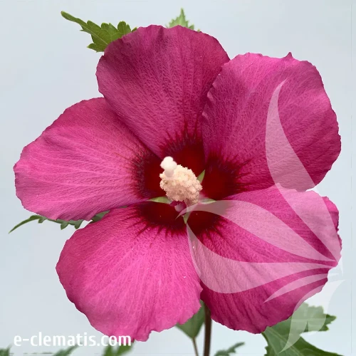 hibiscus-flower-tower-ruby-1-e-clematis.webp