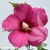 hibiscus-flower-tower-ruby-1-e-clematis.webp