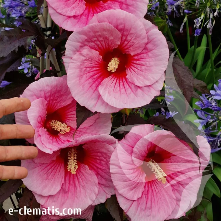 hibiskus-big-pansy-1-e-clematis.webp