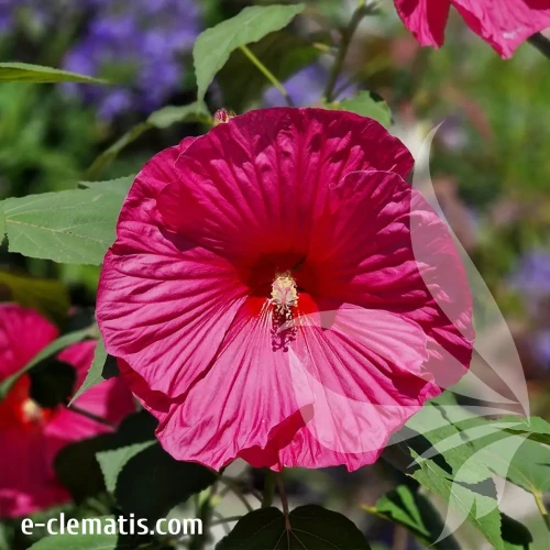 hibiskus-large-lollipop-1-e-clematis.webp