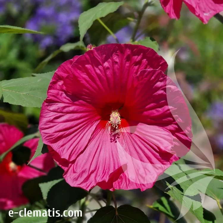 hibiskus-large-lollipop-1-e-clematis.webp