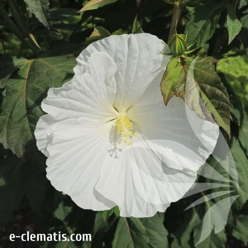 hibiscus-white-angel-1-e-clematis.webp