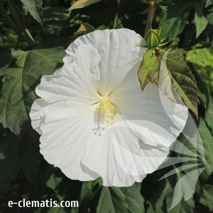 hibiscus-white-angel-1-e-clematis.webp