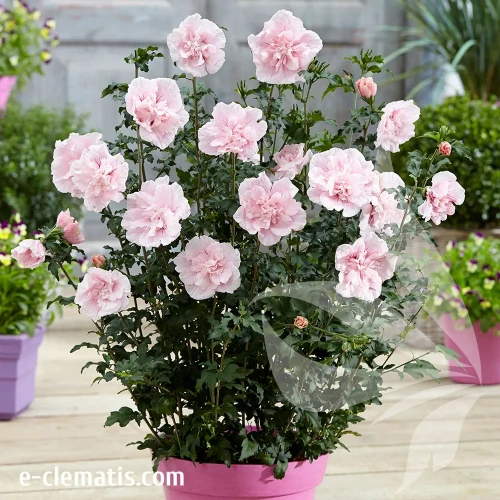 hibiscus-pink-chiffon-1-e-clematis.webp