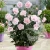 hibiscus-pink-chiffon-1-e-clematis.webp