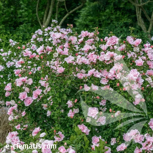 hibiscus-pink-chiffon-2-e-clematis.webp