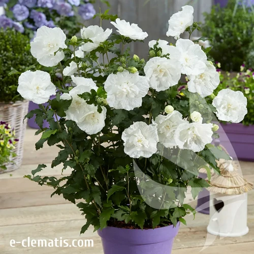 hibiscus-white-chiffon-2-e-clematis.webp