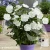 hibiscus-white-chiffon-2-e-clematis.webp