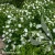 hibiscus-white-chiffon-1-e-clematis.webp