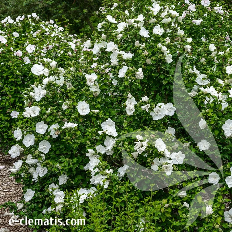 hibiscus-white-chiffon-1-e-clematis.webp