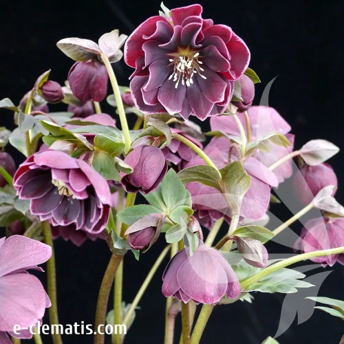 helleborus-north-star-plum-2-e-clematis.webp