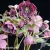 helleborus-north-star-plum-2-e-clematis.webp