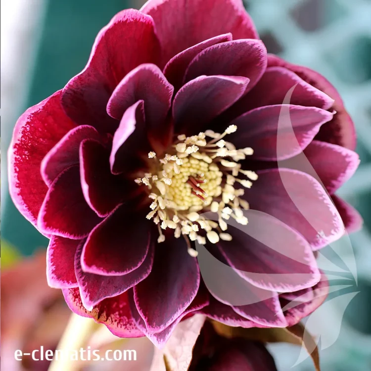 helleborus-north-star-plum-1-e-clematis.webp