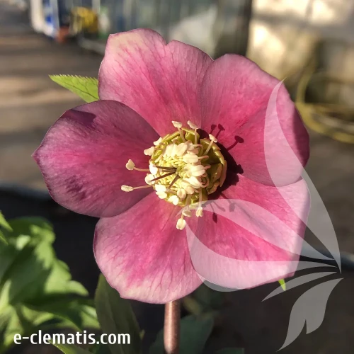 helleborus-amor-1-e-clematis.webp