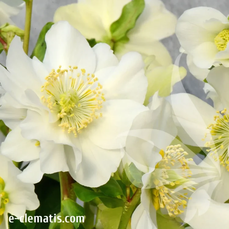 helleborus-mon-ami-1-e-clematis.webp