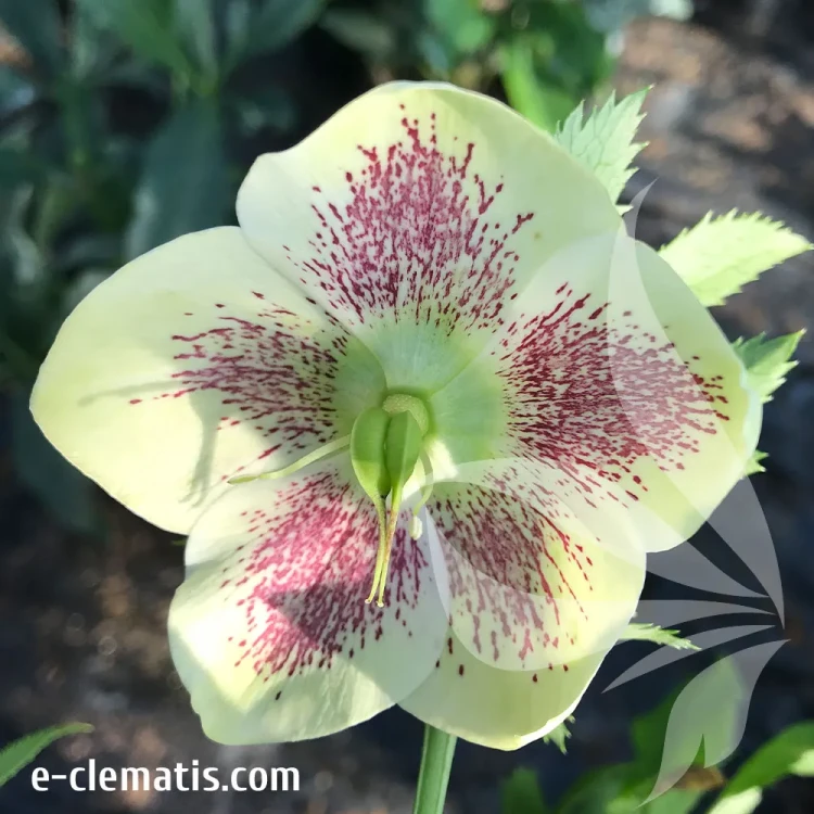 helleborus-frozen-kristof-1-e-clematis.webp