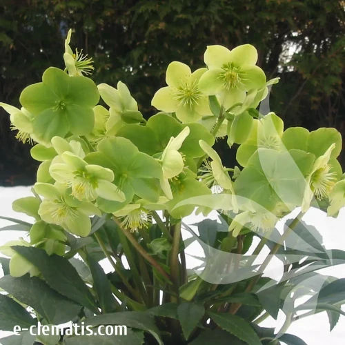 helleborus-snow-love-2-e-clematis.webp
