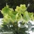 helleborus-snow-love-2-e-clematis.webp